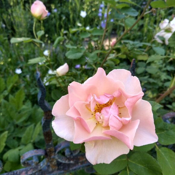 Meet your Posh Ambassador, Sarah - Picture 5 of 6